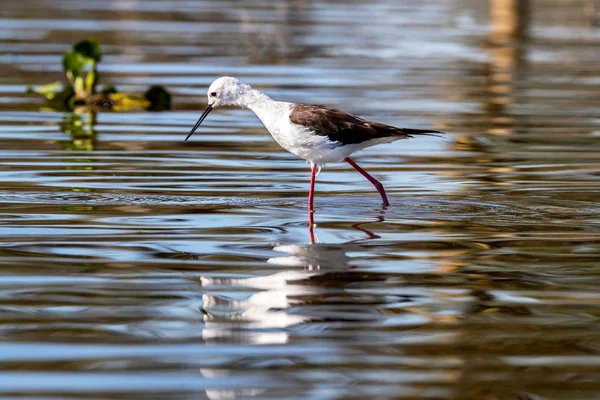 Zancada Alada Negra Himantopus Himantopus Vadeando Las Aguas Poco Profundas —  Fotos de Stock