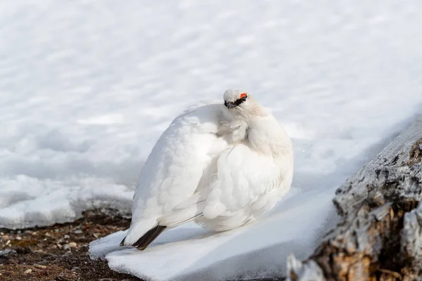Adult Rock Ptarmigan Lagopus Muta Spoczywają Śniegu Svalbard Ten Ptak — Zdjęcie stockowe