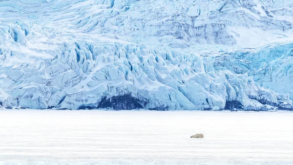 Белый Медведь Урсус Маритимус Спит Льду Швалабарда Затмевается Синим Ледником — стоковое фото