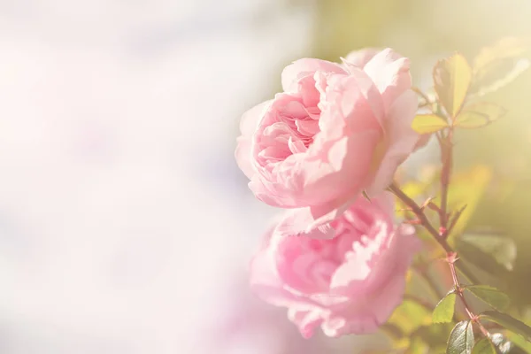 Яка Рожева Троянда Пробілом Тексту Пастельні Тони Світловими Витоками — стокове фото