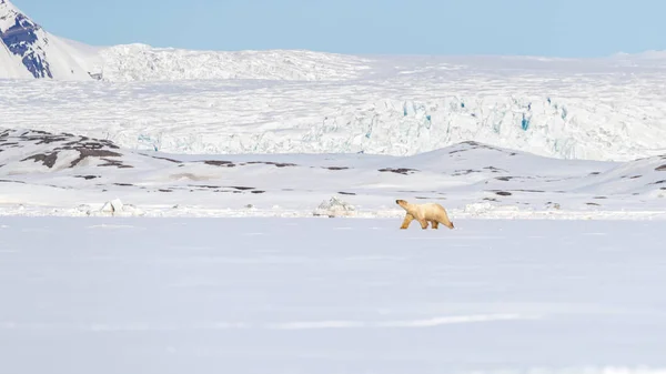 Ours Polaire Marche Sur Fond Montagnes Enneigées Sur Banquise Côtière — Photo