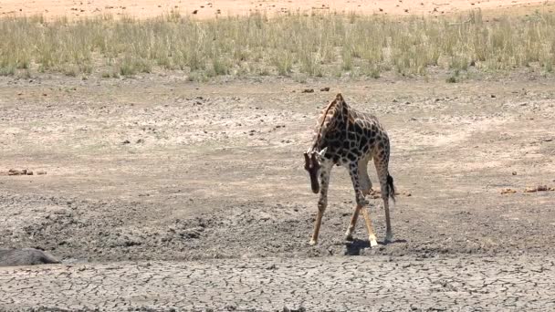 Мыс Южноафриканский Жираф Жираф Camelopardalis Жираф Прогулка Через Пышные Кусты — стоковое видео