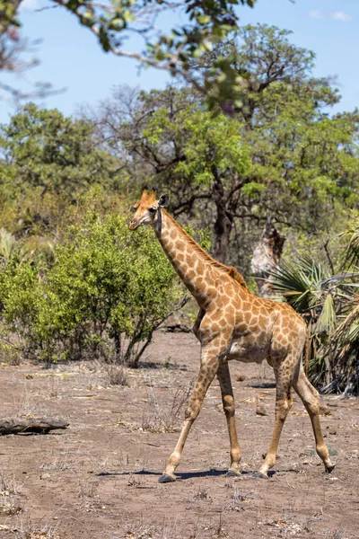 Cape South African Giraffe Giraffa Camelopardalis Giraffa Walking Lush Bush — Stock Photo, Image