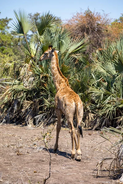 Rückansicht Einer Kap Oder Südafrikanischen Giraffe Giraffa Camelopardalis Giraffa Beim — Stockfoto