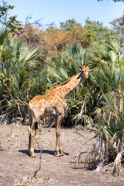 Cape South African Giraffe Giraffa Camelopardalis Giraffa Standing Lush Bush — Stock Photo, Image