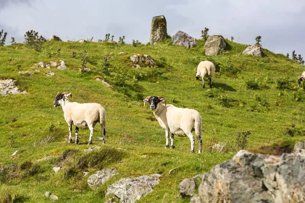 Black Faced Sheep Grazing Lush Grass Isle Skye Inner Hebrides — Stock Photo, Image