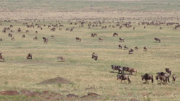 Great Migration White Bearded Wildebeest Herds Grazing Walking Running Open — Stock Video