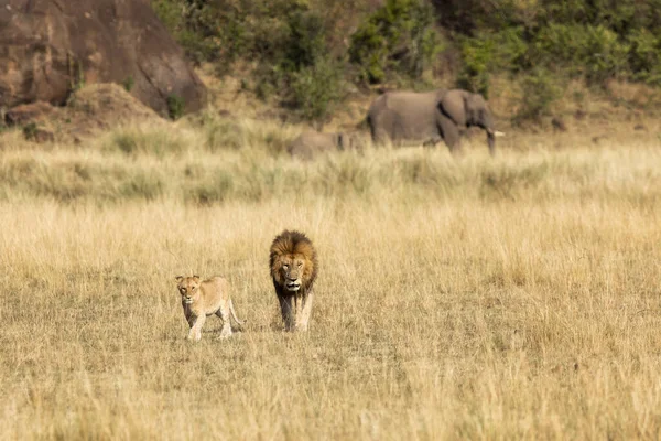 Young adult male lion and cub walk through the long grass of the Masi Mara. An elephant and baby can be seen in the background.