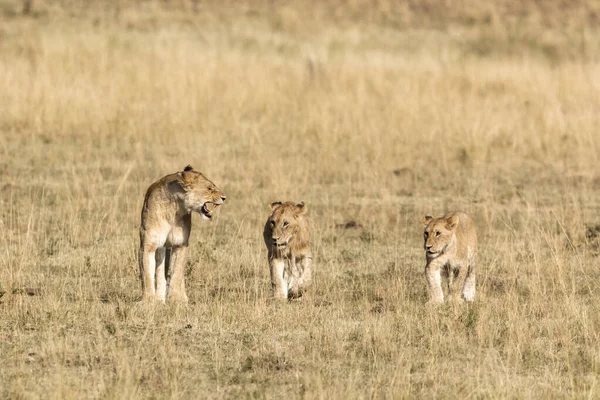 Młoda Lwica Utrzymuje Młode Porządku Masai Mara Kenia — Zdjęcie stockowe