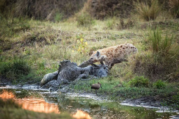 Hyena Recolhe Carne Uma Carcaça Gnus Decomposição Nas Margens Rio — Fotografia de Stock