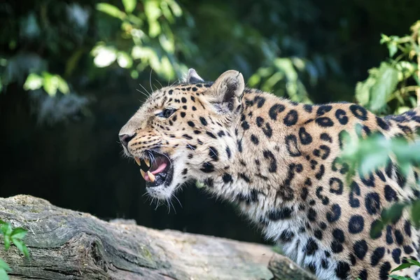 金银花豹 金银花豹 这只濒临绝种的大猫咬牙切齿 背景是茂密的树叶 — 图库照片