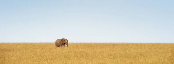 Einsamer Elefant Loxodonta Wandert Durch Die Weiten Offenen Graslandschaften Des — Stockfoto