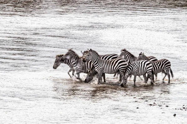 Pomalé Zobrazování Rychlosti Závěrky Zebry Při Přechodu Řeky Mara Během — Stock fotografie