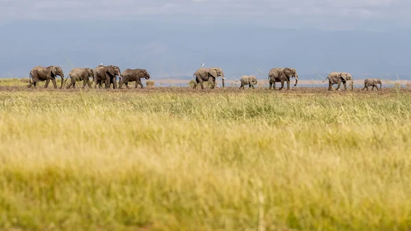 一群大象走过安博塞利开阔的平原 产生了倾斜移位的效果 — 图库照片