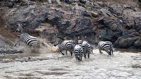 Skupina Zebry Vynoří Řeky Mara Přechodu Řeky Během Každoroční Velké — Stock fotografie