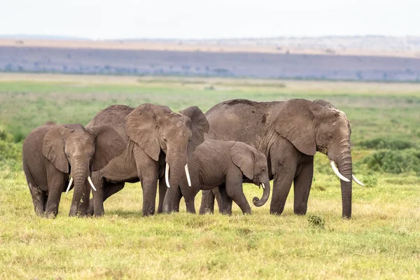 Family Group Elephants Matriarch Older Daughter Two Calves Lush Grasslands — Stock Photo, Image