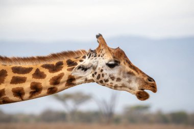 Rothschilds giraffe, Giraffa camelopardalis rothschildi, closeup of head and neck side view. Lake Nakuru National Park, Kenya. This species is endangered and decreasing in the wild.  clipart