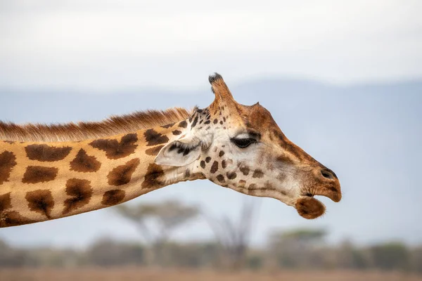 Rothschilds Giraffe Giraffa Camelopardalis Rothschildi Closeup Head Neck Side View — Stock Photo, Image