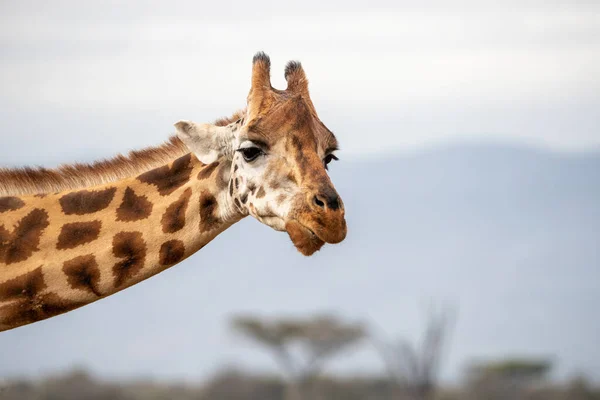 Rothschild Giraffa Giraffa Camelopardalis Rothschildi Primo Piano Testa Collo Parco — Foto Stock