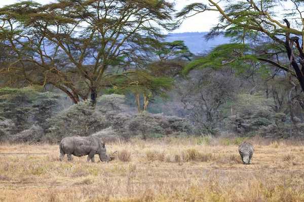 Anya Kisbaba Fehér Orrszarvú Legelészik Kenyai Nakuru Nemzeti Parkban Stauesque — Stock Fotó