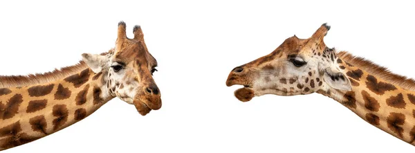 Dwie Żyrafy Rothschilds Giraffa Camelopardalis Rothschildi Zbliżenie Twarzy Szyi Odizolowane — Zdjęcie stockowe