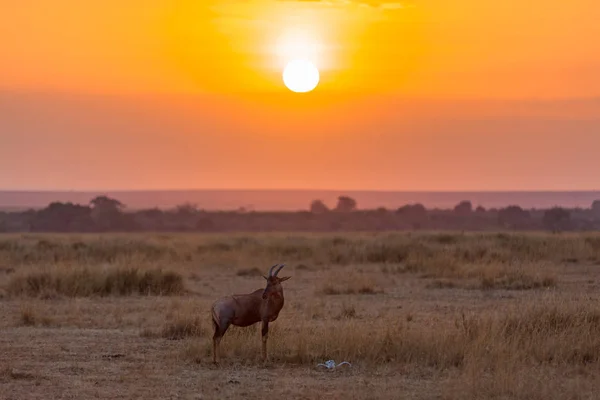 Topi Damaliscus Korrigum Wschodzie Słońca Masai Mara Kenia Czaszka Lub — Zdjęcie stockowe