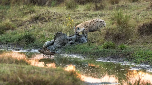 Hyena Eet Vlees Van Een Rottend Gnoe Karkas Aan Oevers — Stockfoto