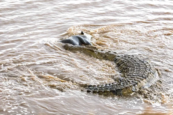 Huge Nile Crocodile Crocodylus Niloticus Takes Wildebeest Herd Crossing Mara — Stock Photo, Image