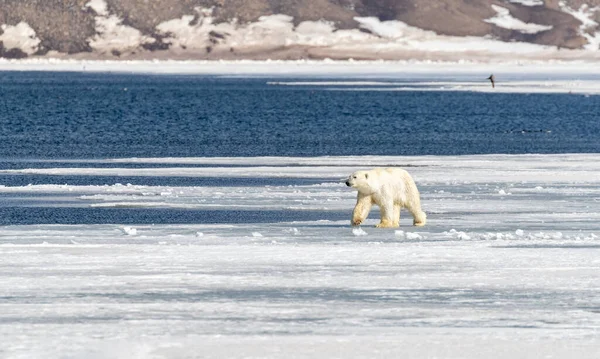 Młody Dorosły Niedźwiedź Polarny Ursus Maritimus Spaceruje Szybkim Lodzie Billefjord — Zdjęcie stockowe