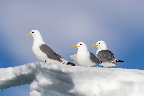 Drie Zwartbenige Drieteenmeeuwen Rissa Tridactyla Een Met Sneeuw Bedekte Ijsberg — Stockfoto