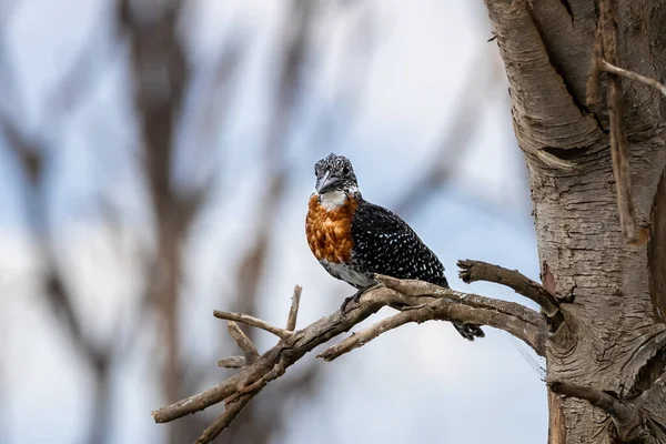 Afrikaanse Reuzenijsvogel Megaceryle Maxima Neergestreken Een Boom Bij Lake Naivasha — Stockfoto