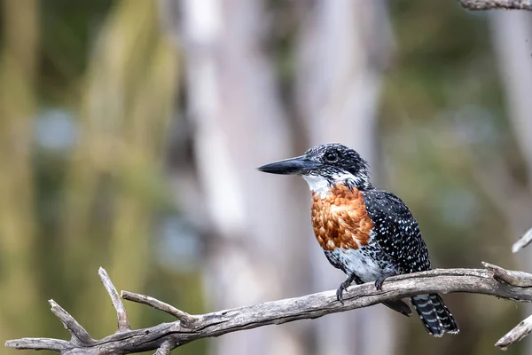 Martin Pêcheur Géant Africain Megaceryle Maxima Perché Dans Arbre Lac — Photo