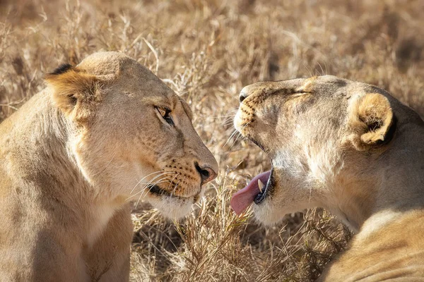 Interacción Entre Dos Leonas Adultas Jóvenes Panthera Leo Las Praderas —  Fotos de Stock