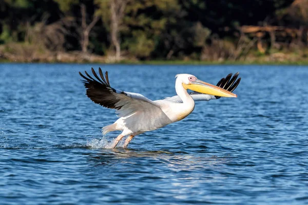 Der Pelikan Pelicanus Onocrotatus Hebt Aus Dem Blauen Wasser Des — Stockfoto