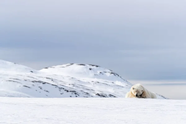 Взрослый Белый Медведь Урсус Маритимус Отдыхающий Снегу Шпицбергена — стоковое фото