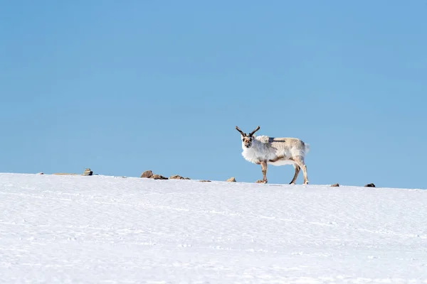 Rentiere Rangifer Tarandus Stehen Auf Der Stirn Eines Schneebedeckten Hügels — Stockfoto