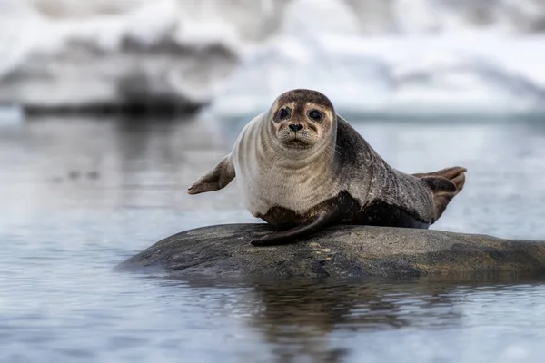 Foca Pescatrice Phoca Vitulina Una Roccia Nelle Acque Artiche Delle — Foto Stock