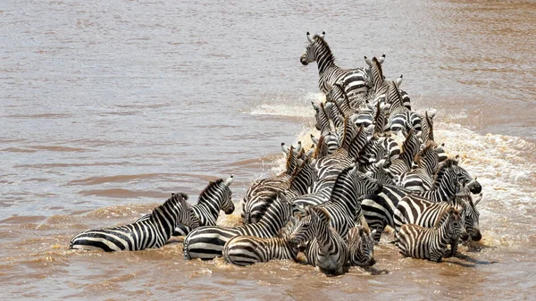 Stádo Zebry Překročilo Řeku Maru Během Každoroční Velké Migrace Keňské — Stock fotografie