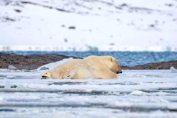 Dorosły Samiec Niedźwiedzia Polarnego Ursus Maritimus Spoczywa Szybkim Lodzie Svalbard — Zdjęcie stockowe