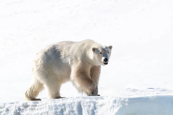 Взрослый Белый Медведь Урсус Маритимус Снегу Шпицбергена Вид Имеет Уменьшающуюся — стоковое фото