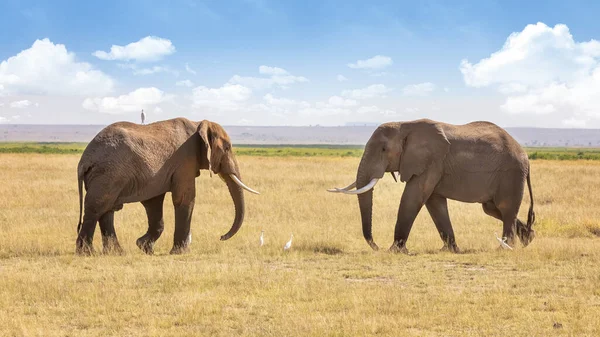 アフリカゾウのロコドンタ アフリカがケニアのアンボゼリ国立公園を歩いている 地上には挨拶があり 象の背には挨拶がある — ストック写真