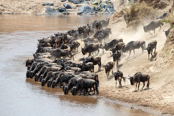 Wildebeest Drink Řeky Mara Tlak Zezadu Vyústí Zuřivý Přechod Řeky — Stock fotografie