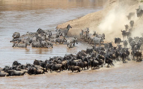 Wildebeest Zebra Atravessam Rio Mara Durante Grande Migração Anual Masai — Fotografia de Stock