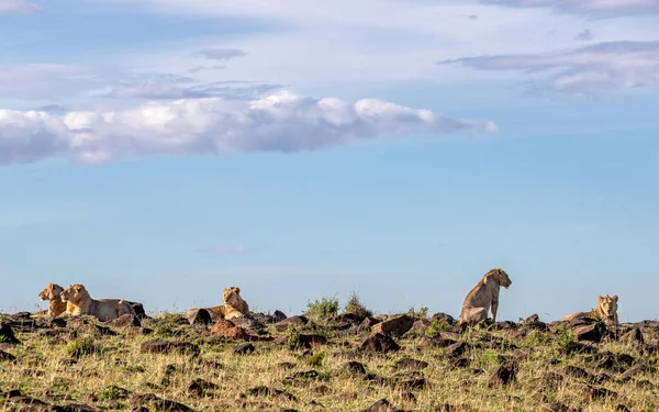 Cinco Hermanos Leones Masai Mara Estos Machos Juveniles Están Disfrutando — Foto de Stock