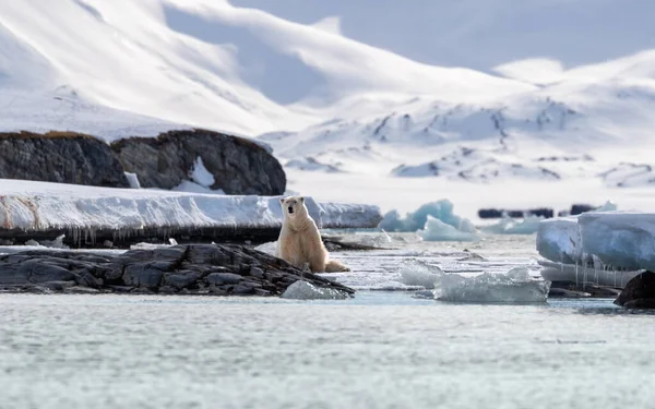 Yetişkin Erkek Kutup Ayısı Ursus Maritimus Svalbard Doğal Bir Alışkanlığa — Stok fotoğraf