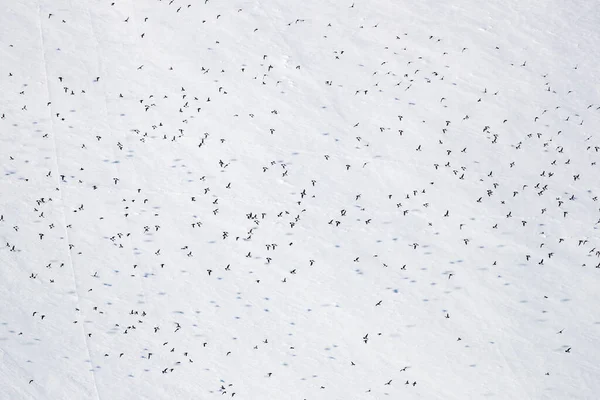 Tisíce Malých Uliček Alle Alle Létají Proti Zasněženému Svahu Špicberku — Stock fotografie