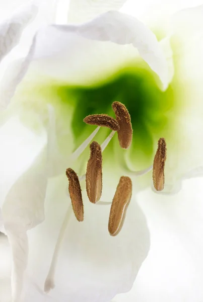 Extreme Nahaufnahme Der Weißen Amaryllis Blume — Stockfoto