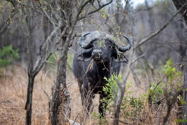 Cape Buffalo Syncerus Caffer Pastando Mato Parque Nacional Kruger Este — Fotografia de Stock