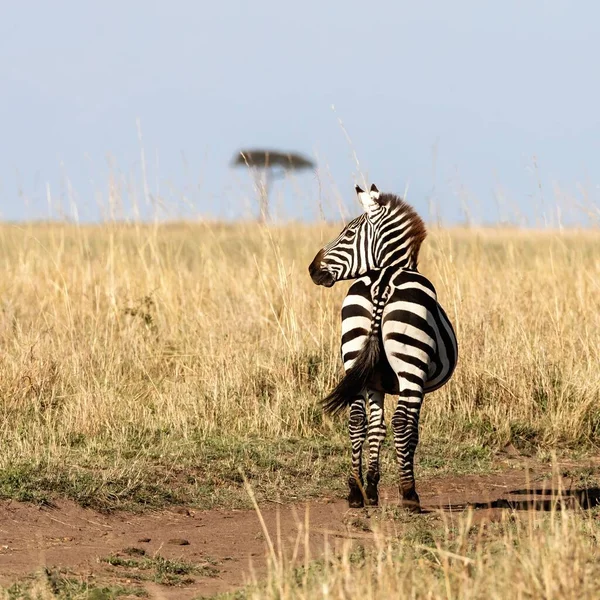 Zebra Planície Grávida Equus Quagga Caminho Bem Trilhado Masai Mara — Fotografia de Stock