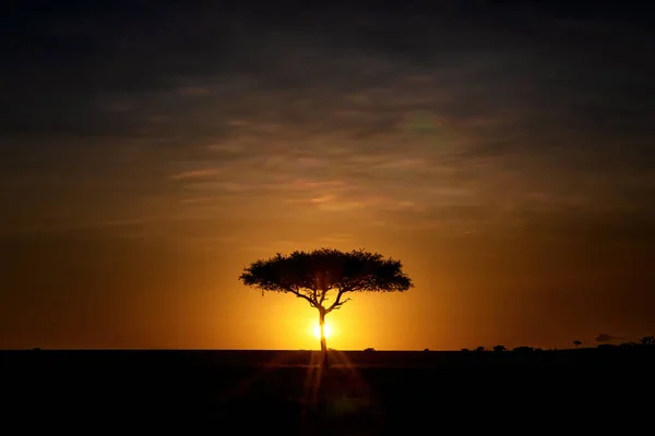 在肯尼亚的马赛马拉 一棵相思树在日出时分出现在地平线上 彩色天空衬托下的轮廓 — 图库照片